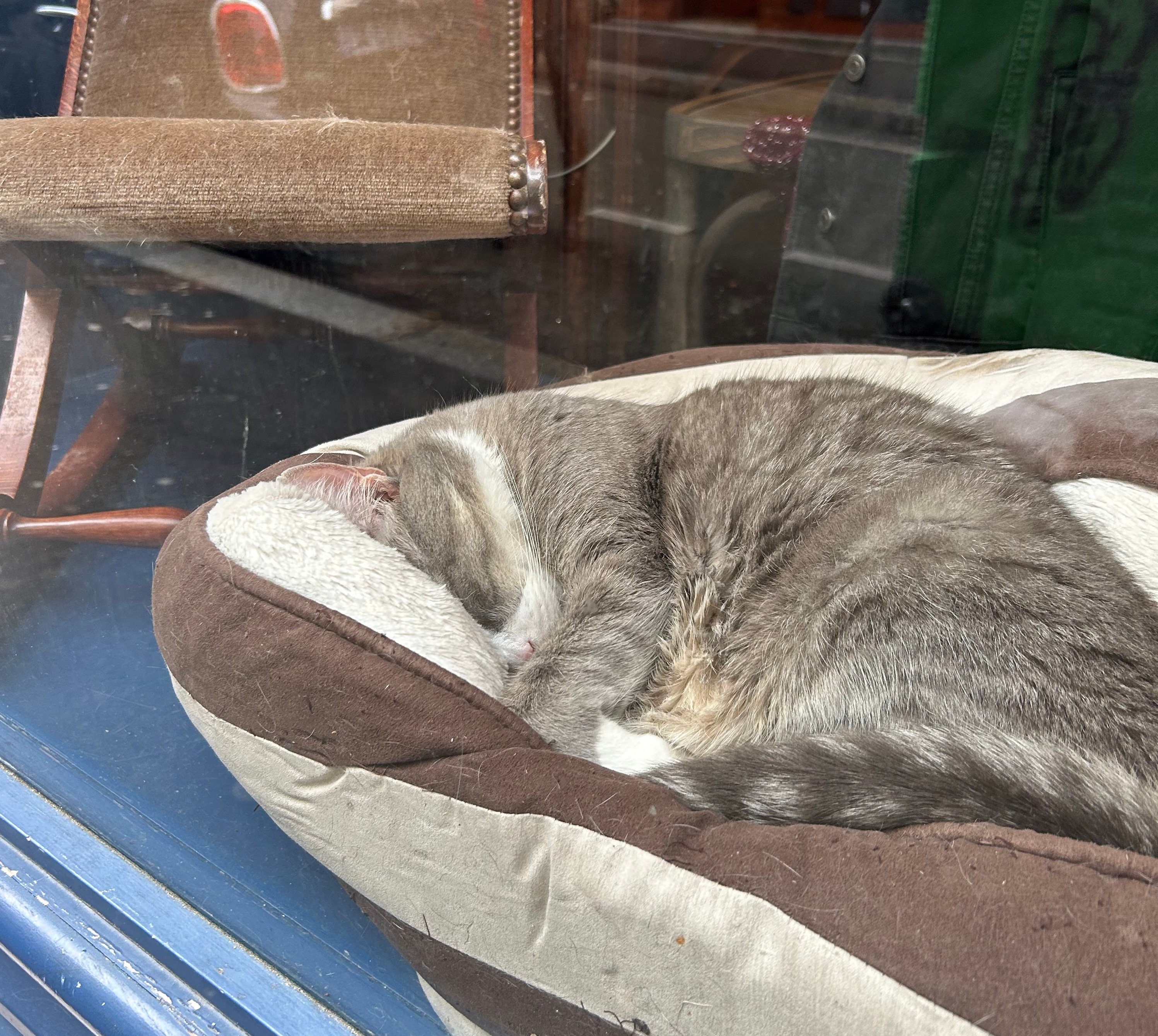 Le menu sur QR Code de TastyCloud au Café des Chats à Bastille
